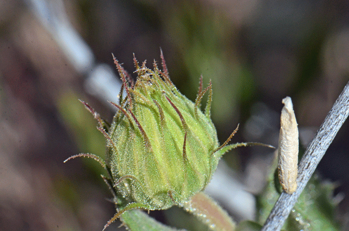 Mojave Woodyaster, Xylorhiza tortifolia